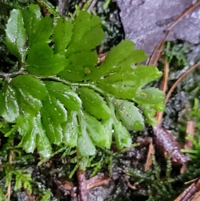 Hymenophyllum cupressiforme (Common Filmy Fern) at Bundanoon, NSW - 19 Jan 2022 by trevorpreston