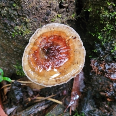 Unverified Cap on a stem; none of the above at Bundanoon, NSW - 19 Jan 2022 by trevorpreston