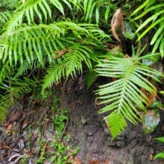 Blechnum cartilagineum (Gristle Fern) at Bundanoon, NSW - 19 Jan 2022 by trevorpreston