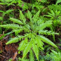 Sticherus flabellatus (Shiny Fan-fern, Umbrella Fern) at Bundanoon, NSW - 19 Jan 2022 by trevorpreston