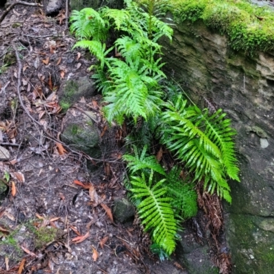 Blechnum cartilagineum (Gristle Fern) at Bundanoon, NSW - 19 Jan 2022 by trevorpreston