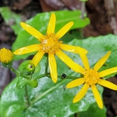 Lordhowea velleioides (Forest Groundsel) at Bundanoon, NSW - 19 Jan 2022 by trevorpreston