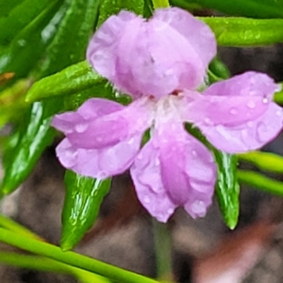 Coopernookia barbata (Purple Coopernookia) at Bundanoon, NSW - 19 Jan 2022 by trevorpreston