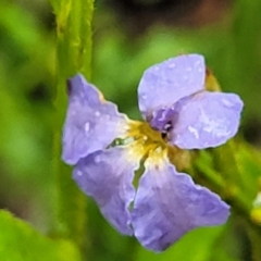 Dampiera stricta (Blue Dampiera) at Bundanoon, NSW - 19 Jan 2022 by trevorpreston