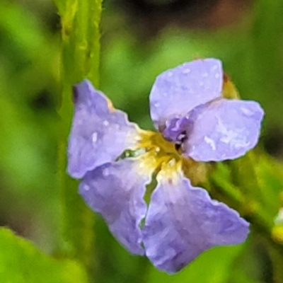 Dampiera stricta (Blue Dampiera) at Bundanoon, NSW - 19 Jan 2022 by trevorpreston