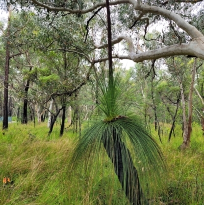 Xanthorrhoea australis (Austral Grass Tree, Kangaroo Tails) at Bundanoon, NSW - 19 Jan 2022 by trevorpreston