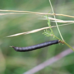 Vicia sativa subsp. nigra at Yarralumla, ACT - 16 Jan 2022