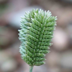 Eleusine tristachya (Goose Grass, Crab Grass, American Crows-Foot Grass) at Yarralumla, ACT - 15 Jan 2022 by ConBoekel