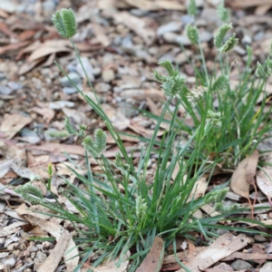 Eleusine tristachya at Yarralumla, ACT - 16 Jan 2022 09:17 AM