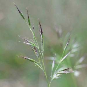 Rytidosperma sp. at Yarralumla, ACT - 16 Jan 2022 09:19 AM