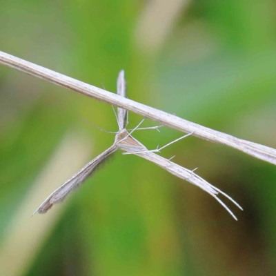 Platyptilia sp. (plume moth) at Yarralumla, ACT - 16 Jan 2022 by ConBoekel