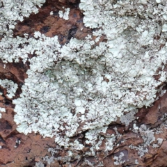 Parmeliaceae (family) (A lichen family) at Yarralumla, ACT - 16 Jan 2022 by ConBoekel