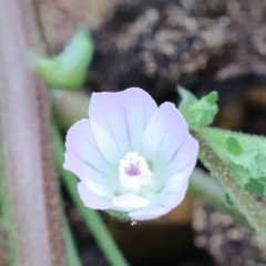 Malva neglecta (Dwarf Mallow) at Blue Gum Point to Attunga Bay - 15 Jan 2022 by ConBoekel