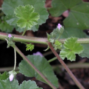 Malva neglecta at Yarralumla, ACT - 16 Jan 2022