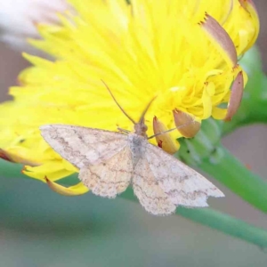 Scopula rubraria at Yarralumla, ACT - 16 Jan 2022