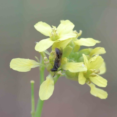 Unidentified Bee (Hymenoptera, Apiformes) at Yarralumla, ACT - 16 Jan 2022 by ConBoekel