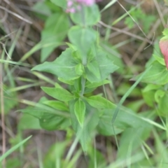 Centranthus ruber at Wamboin, NSW - 2 Nov 2021