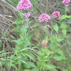 Centranthus ruber at Wamboin, NSW - 2 Nov 2021