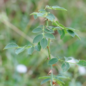 Rosa rubiginosa at Yarralumla, ACT - 16 Jan 2022