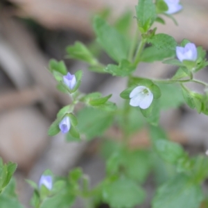 Veronica calycina at Wamboin, NSW - 2 Nov 2021 08:02 PM