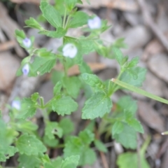 Veronica calycina at Wamboin, NSW - 2 Nov 2021 08:02 PM