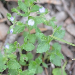 Veronica calycina at Wamboin, NSW - 2 Nov 2021 08:02 PM