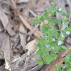 Veronica calycina at Wamboin, NSW - 2 Nov 2021 08:02 PM