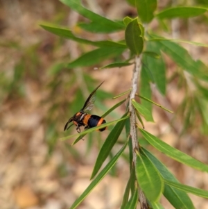 Pterygophorus cinctus at Wright, ACT - 19 Jan 2022