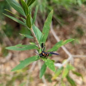 Pterygophorus cinctus at Wright, ACT - 19 Jan 2022