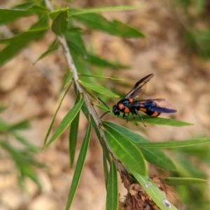 Pterygophorus cinctus at Wright, ACT - 19 Jan 2022