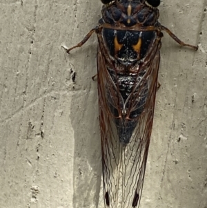 Galanga labeculata at Greenleigh, NSW - 19 Jan 2022