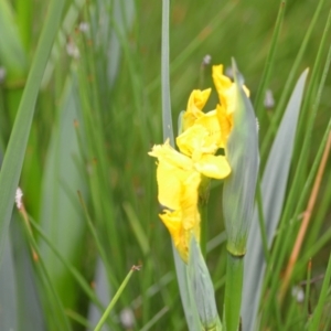 Iris pseudacorus at Wamboin, NSW - 2 Nov 2021 08:04 PM