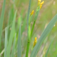 Iris pseudacorus at Wamboin, NSW - 2 Nov 2021