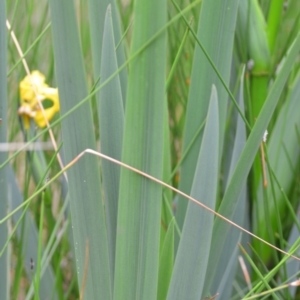 Iris pseudacorus at Wamboin, NSW - 2 Nov 2021