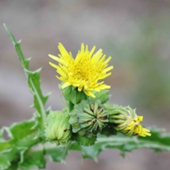 Sonchus asper (Prickly Sowthistle) at Yarralumla, ACT - 15 Jan 2022 by ConBoekel