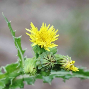 Sonchus asper at Yarralumla, ACT - 16 Jan 2022