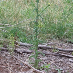 Sonchus asper at Yarralumla, ACT - 16 Jan 2022