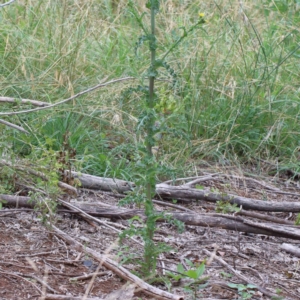 Sonchus asper at Yarralumla, ACT - 16 Jan 2022 09:36 AM