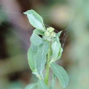 Atriplex semibaccata at Yarralumla, ACT - 16 Jan 2022