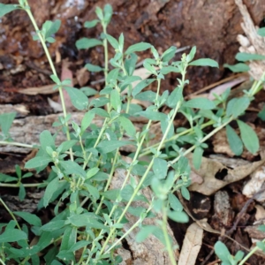 Atriplex semibaccata at Yarralumla, ACT - 16 Jan 2022 09:13 AM