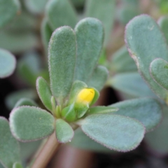 Portulaca oleracea (Munyeroo ,Pigweed, Purslane) at Yarralumla, ACT - 16 Jan 2022 by ConBoekel
