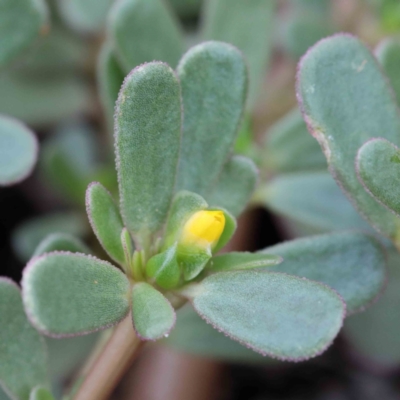 Portulaca oleracea (Pigweed, Purslane) at Blue Gum Point to Attunga Bay - 15 Jan 2022 by ConBoekel