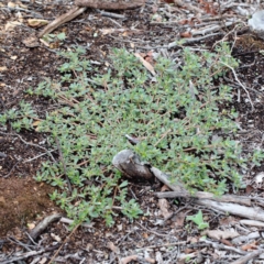 Portulaca oleracea at Yarralumla, ACT - 16 Jan 2022