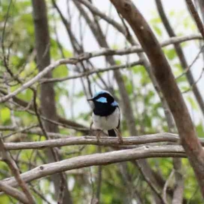 Malurus cyaneus (Superb Fairywren) at Yarralumla, ACT - 16 Jan 2022 by ConBoekel