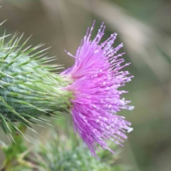 Cirsium vulgare (Spear Thistle) at Yarralumla, ACT - 16 Jan 2022 by ConBoekel