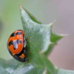 Coccinella transversalis (Transverse Ladybird) at Yarralumla, ACT - 16 Jan 2022 by ConBoekel