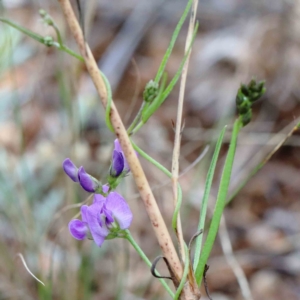 Glycine clandestina at Yarralumla, ACT - 16 Jan 2022