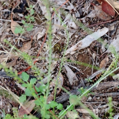 Lepidium africanum (Common Peppercress) at Yarralumla, ACT - 15 Jan 2022 by ConBoekel