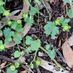 Modiola caroliniana (Red-flowered Mallow) at Yarralumla, ACT - 15 Jan 2022 by ConBoekel