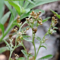 Gamochaeta sp. (Cudweed) at Yarralumla, ACT - 15 Jan 2022 by ConBoekel